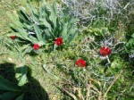 ....here they are, Tulipa Cypria